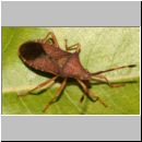 Gonocerus acuteangulatus - Randwanze 10mm 01a.jpg